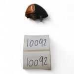 Kawasaki GPZ305 249 1983 Rear Right Indicator OEM - Image 4